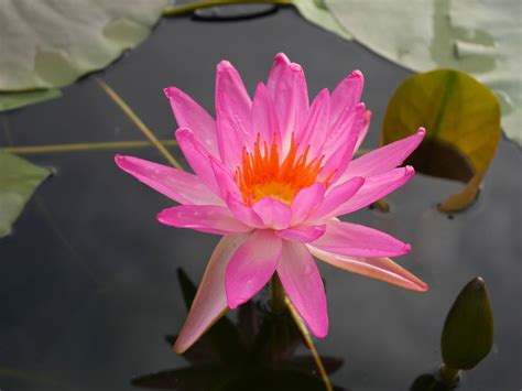 Nymphaea Turtle Island Tropic Star HxT ISG Waterlily 006 Water