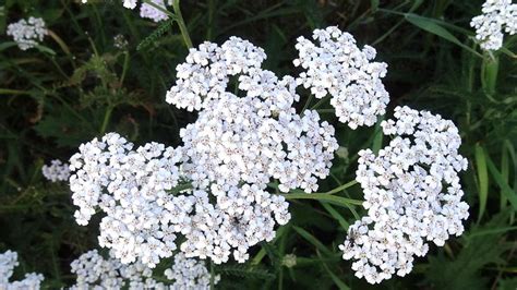 LA MILENRAMA ACHILLEA MILLEFOLIUM