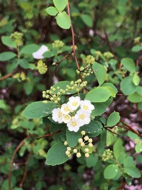 Spiraea X Vanhouttei Bridal Wreath Vanhoutte Spirea North Carolina