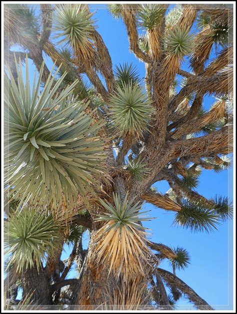 Ken S Photo Gallery Wee Thump Joshua Tree Wilderness Area Summary Page