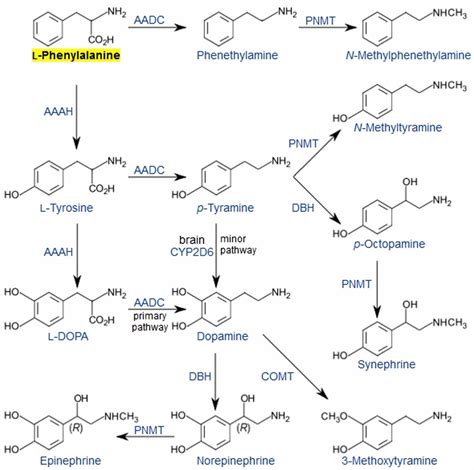 Phenylalanine, DL-Phenylalanine - Functions, Food Sources, Benefits