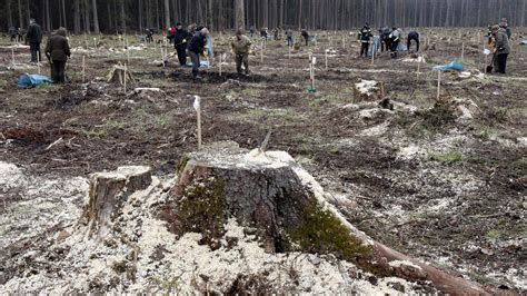 Wycinka w Puszczy Białowieskiej UNESCO wzywa do ochrony Puszczy