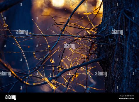 Evening Light Tree Hi Res Stock Photography And Images Alamy
