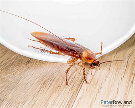 American Cockroach - Peter Rowland Photographer & Writer