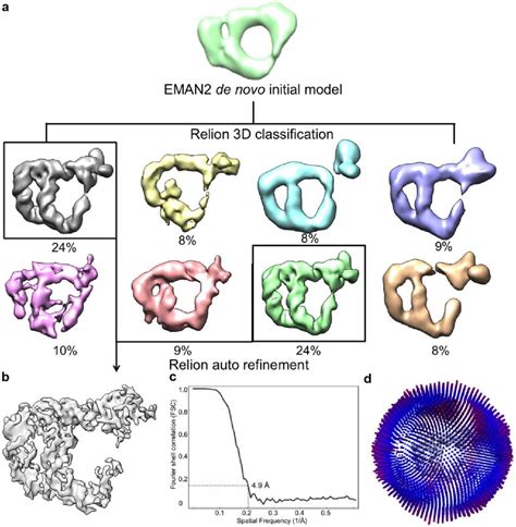 Cryo EM Single Particle Analysis SPA Workflow Of Full Length B