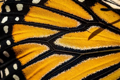 Monarch Butterfly Wing Close Up