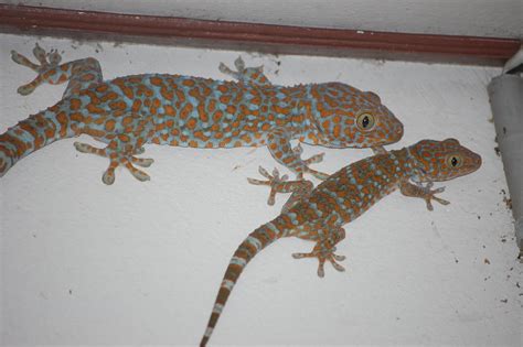 Tokay Gecko Gekko Gecko Thailand Photographed Near S Flickr