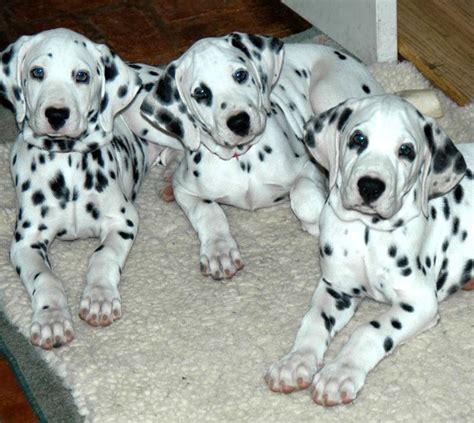 17 Best images about Dalmatian puppies on Pinterest | Take action ...