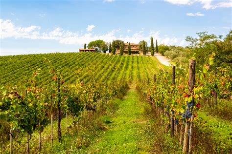 Tuscany Wine Tours I Travel Tips I Mytours In Italy