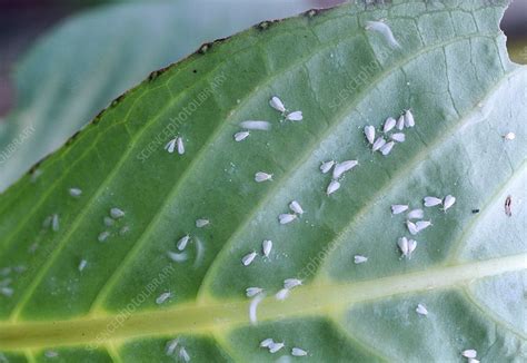 Whitefly infestation - Stock Image - Z295/0269 - Science Photo Library