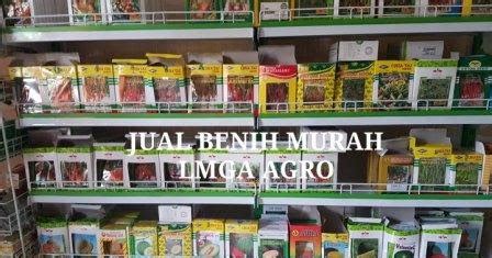 Toko Pertanian Terdekat Lmga Agro Cara Menanam Cabe Merah Bibit Hibrida