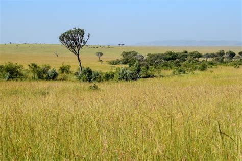 Savannah Grassland in Masai Mara, Kenya Stock Image - Image of national ...