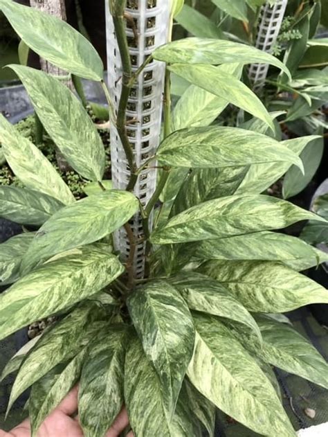 Raphidophora Lobbii Variegated Furniture Home Living Gardening