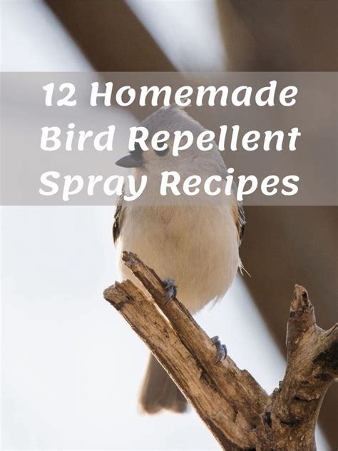 Bird Poison Recipe Bios Pics