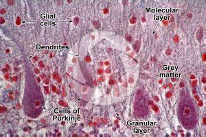 Mammal Cerebellum Sagittal Section 500X Cerebellum Mammals