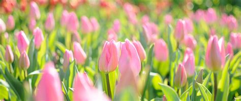 Download Wallpaper 2560x1080 Tulips Flowers Field Pink Dual Wide