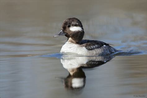 Sexual Dimorphism In Birds Photo Sharing And Discussion Whatbird