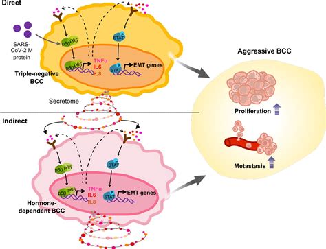 Frontiers Sars Cov M Protein Facilitates Malignant Transformation