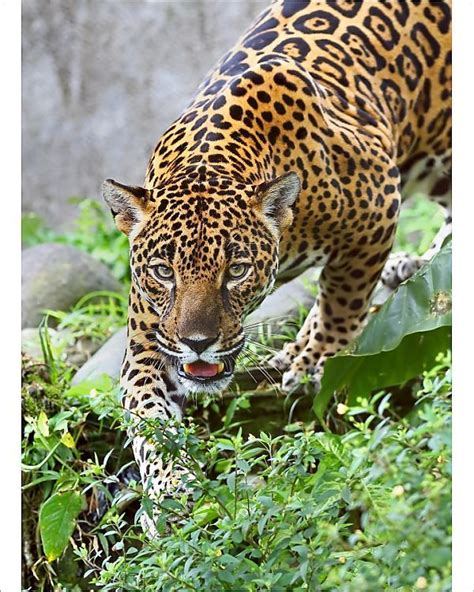 Prints of Jaguar in Costa Rica | ジャガー 動物, 動物, ジャガー