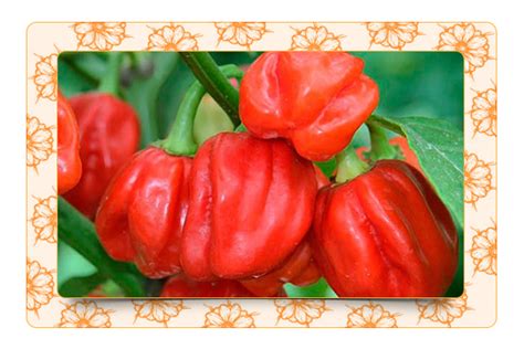 Жгучий перчик Хабанеро | Seedspost.ru