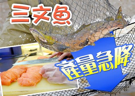 探射燈：蟲害紅潮成災 港人捱貴三文魚｜即時新聞｜港澳｜oncc東網