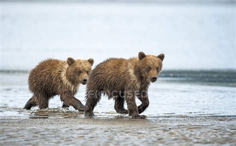 Kodiak brown bear - Stock Photos, Royalty Free Images | Focused