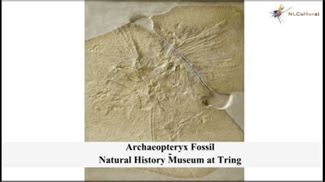 Archaeopteryx Fossil At The Natural History Museum At Tring Youtube