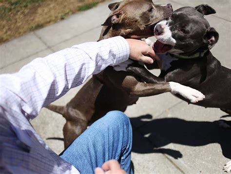 Merkkej Pitbull Hy Kk Miten Erottaa Sen Ja Miten K Sitell Sit