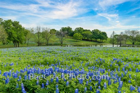 Texas Bluebonnet Trail Landscape