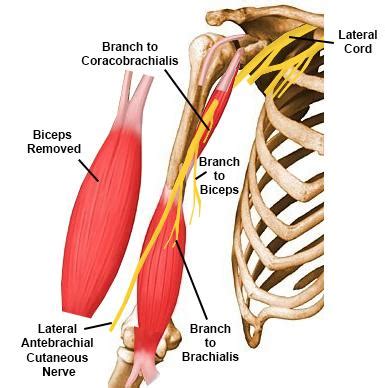 Musculocutaneous Nerve - Anatomy - Orthobullets