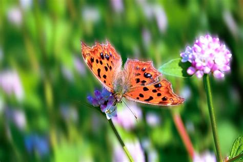 Inseto Borboleta Entomologia Foto Gratuita No Pixabay Pixabay