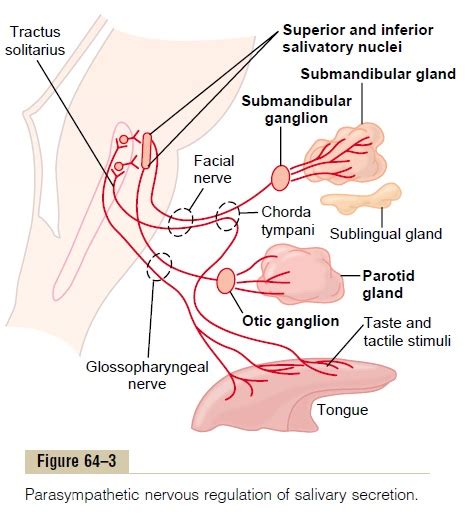 Nervous Regulation Of Salivary Secretion