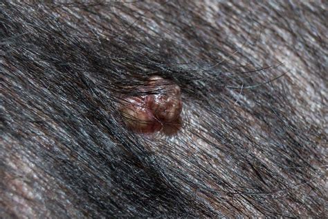 Are Black Skin Tags On Dogs Cancerous