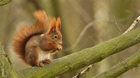 Ein Rotes Eurasisches Eichh Rnchen Sitzt Im Herbst Auf Einem Kahlen Ast