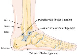 Ligaments Of The Foot And Ankle Wikimsk