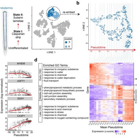 Single Cell Rna Seq Of 4 043 Arabidopsis Root Cells Captures Diverse Download Scientific