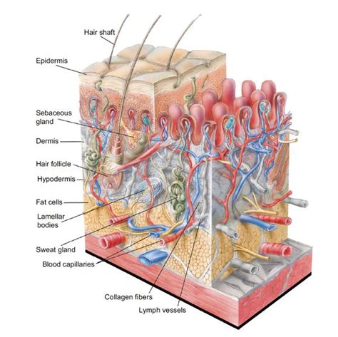 Deep Guide To Collagen Ways To Preserve And Boost Collagen In Your