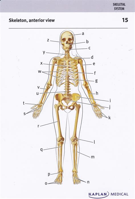 The Skeletal System Chapter 6 Diagram Quizlet