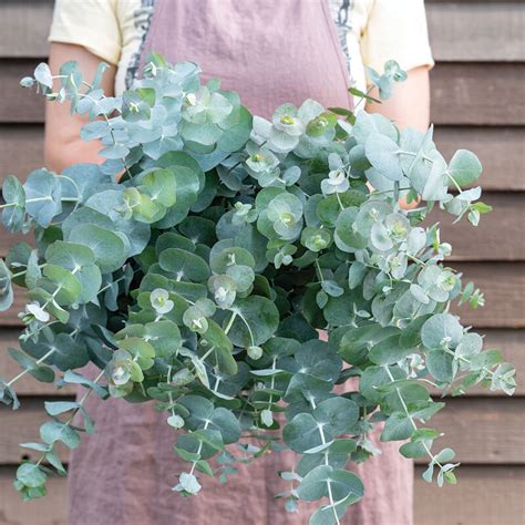 Silver Dollar Eucalyptus Seeds | Johnny's Selected Seeds