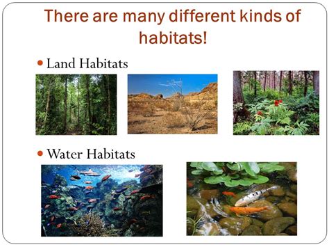 Habitats What Is A Habitat A Habitat Is A Place Where Plants And