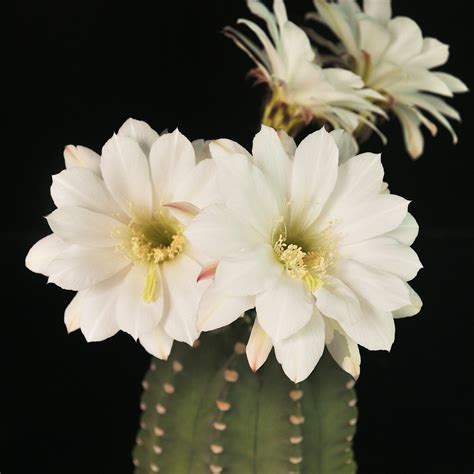 Echinopsis Subdenudata Inermis India S 1 Online Garden Store Buy