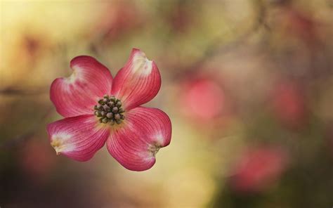 Wallpaper Flowers Nature Red Blossom Pink Leaf Flower Flora