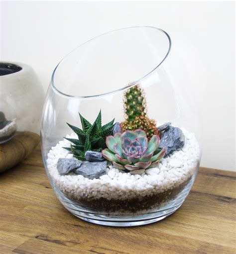 Large Angled Glass Terrarium With Living Succulents And Cacti The Art Of Succulents