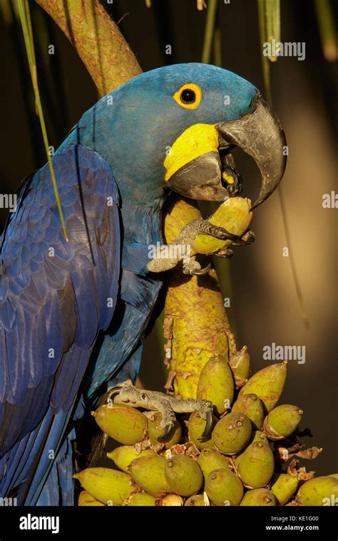 Hyacinth Macaw Anodorhynchus Hyacinthinus In The Pantanal Region Of