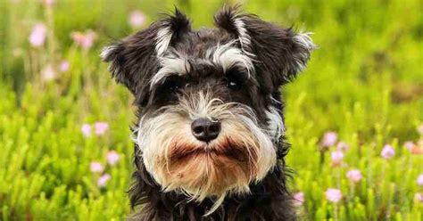 What Are Schnauzer Puppies Worth