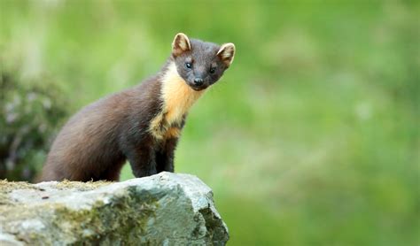 Marten Animal Baby