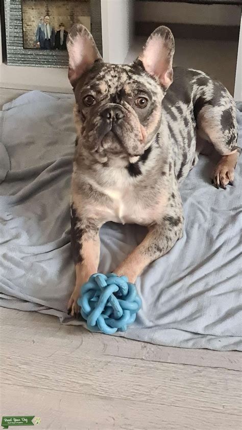 Beautiful Blue And Tan Merle French Bulldog Stud Stud Dog In Essex