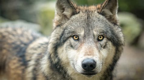 Loup Du Canada ⋆ Zoo De Mulhouse Parc Zoologique Et Botanique