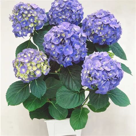 Hydrangea macrophylla Mathilde Gütges Bauernhortensie Mathilde