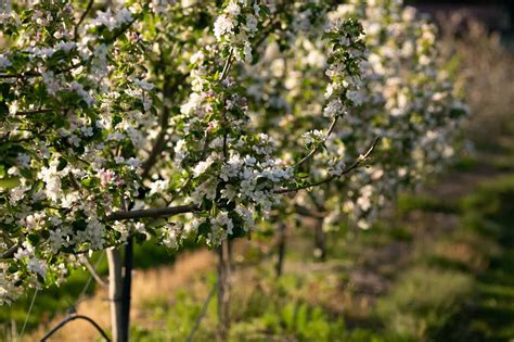 Apple Academy Crab Apples Learn About Crab Apple Cider